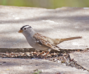 White crowned Sparrow